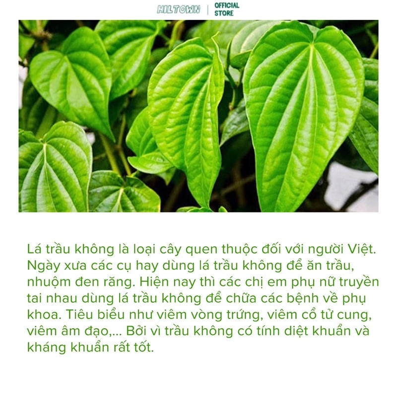 Nước cất trầu không trà xanh Hiltown, dung dịch vệ sinh…